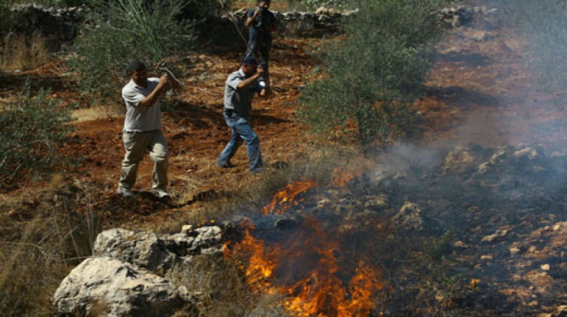 قتلوا البشر والنبات..مستوطنون يحرقون أشجار الزيتون شمال غزة